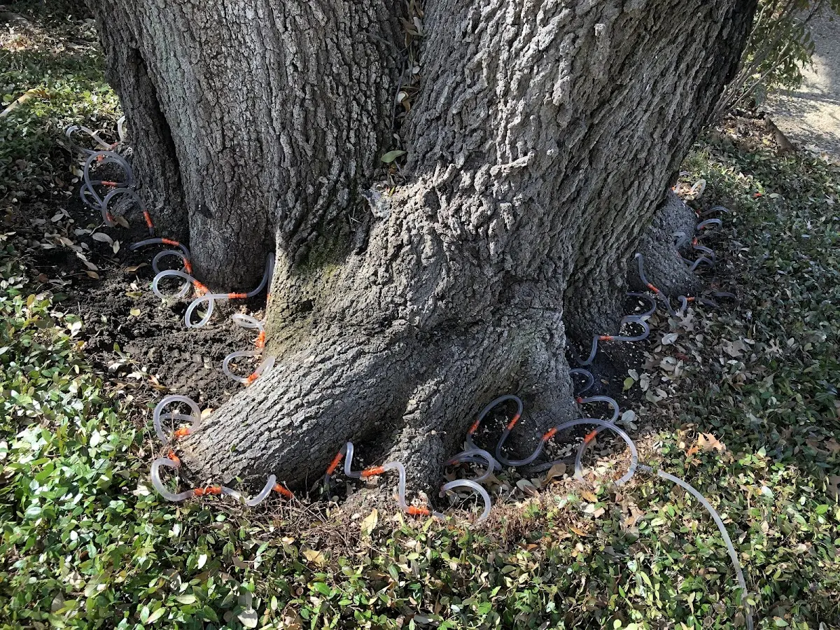 Detailed Tree Cabling and Bracing job site in Woodlyn