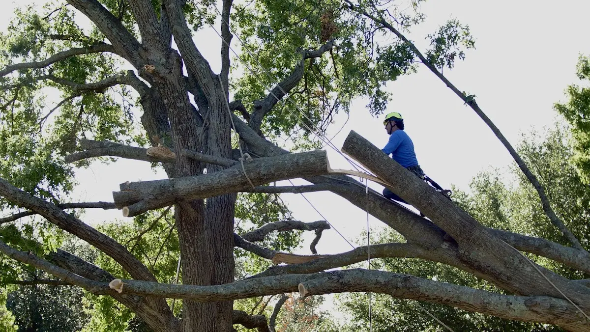 Professional Hazardous Tree Removal performed by certified arborists in Woodlyn