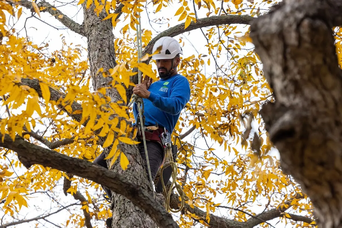 Skilled Storm Damage Cleanup crew working in Woodlyn